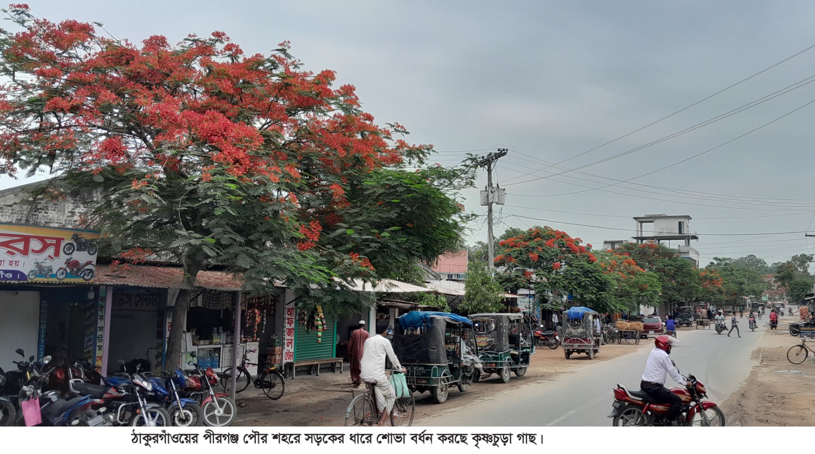 পীরগঞ্জে পরিবেশ রক্ষায় ভুমিকা রাখছে “মিশন রেড অ্যান্ড গ্রিন” প্রকল্প