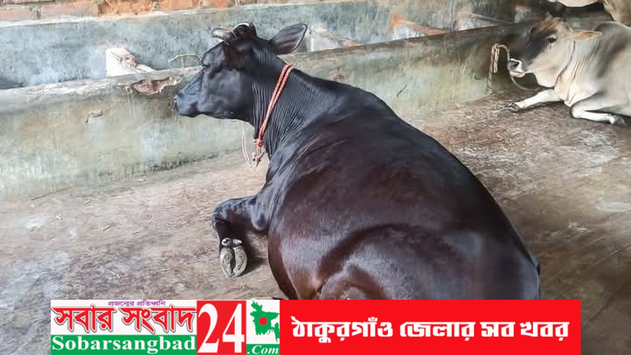 পীরগঞ্জে বিদেশি গরুসহ ৫টি গরু চুরি, ক্ষতি প্রায় ৭ লাখ টাকা